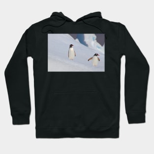 Gentoo Penguins On The Slippery Slope Hoodie